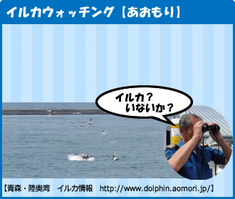 イルカウォッチング【あおもり】