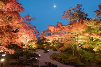 松島紅葉ライトアップの画像