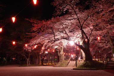 千秋公園桜まつりの画像