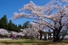 むつ桜まつり【おおみなと】