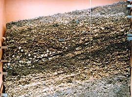 大船渡市鮹の浦貝塚（縄文中期）の貝層断面