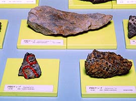  四放サンゴの化石