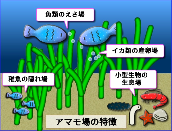 アマモ場の特徴の画像