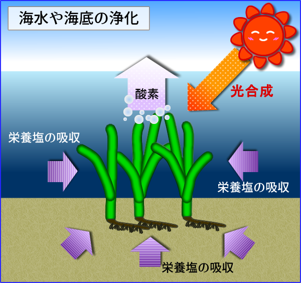 海水や海底の浄化の画像