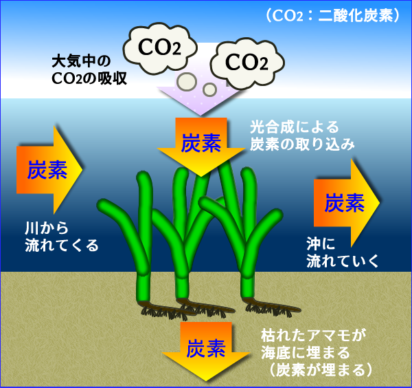 海水や海底の浄化の画像2