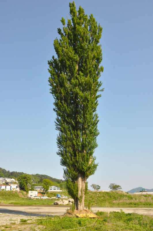 ど根性ポプラ