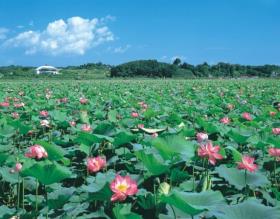 伊豆沼・内沼はすまつりの画像