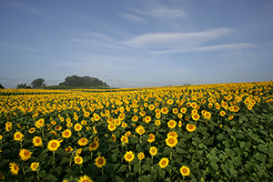 三本木ひまわりまつりの画像