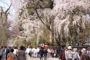 角館の桜まつりの画像
