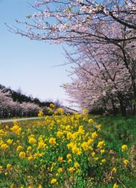 Sakura and canola flower Festival